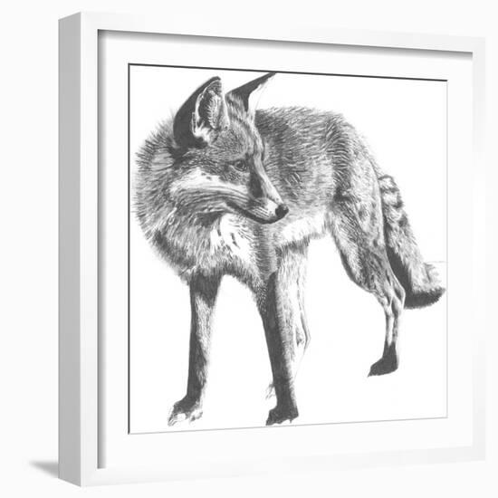 Wildlife Snapshot: Fox-Naomi McCavitt-Framed Art Print