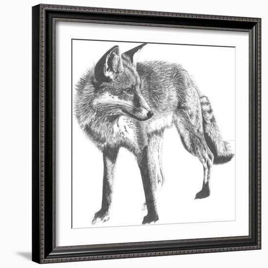 Wildlife Snapshot: Fox-Naomi McCavitt-Framed Premium Giclee Print