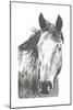 Wildlife Snapshot: Horse I-Naomi McCavitt-Mounted Art Print