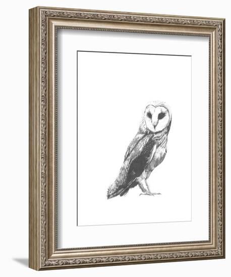 Wildlife Snapshot: Owl-Naomi McCavitt-Framed Art Print