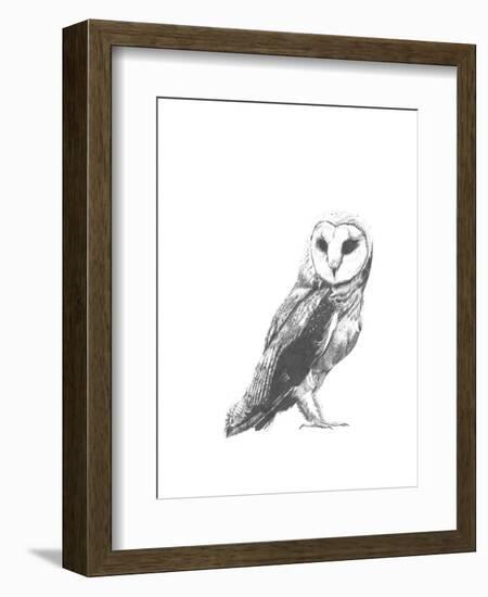 Wildlife Snapshot: Owl-Naomi McCavitt-Framed Art Print