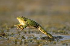 Green Frog Jump on a Beautiful Light. Pelophylax Ridibundus-WildlifeWorld-Photographic Print