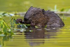 Wet Eurasian Beaver Eating Leaves in Swamp in Summer-WildMedia-Framed Premier Image Canvas