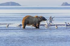 Bear and the Gulls-wildnerdpix-Photographic Print