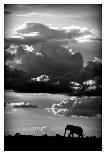 Elephant!-WildPhotoArt-Laminated Photographic Print