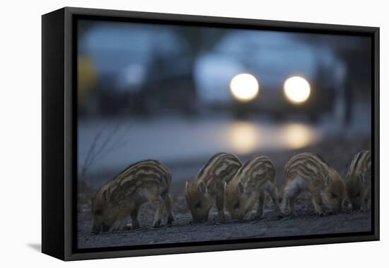 Wildschweine (Sus Scrofa), Frischlinge Am Stra§Enrand, Grunewald, Hÿttenweg, Berlin, Deutschland-Florian Moellers-Framed Premier Image Canvas