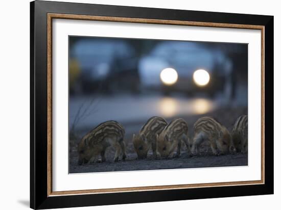 Wildschweine (Sus Scrofa), Frischlinge Am Stra§Enrand, Grunewald, Hÿttenweg, Berlin, Deutschland-Florian Moellers-Framed Photographic Print