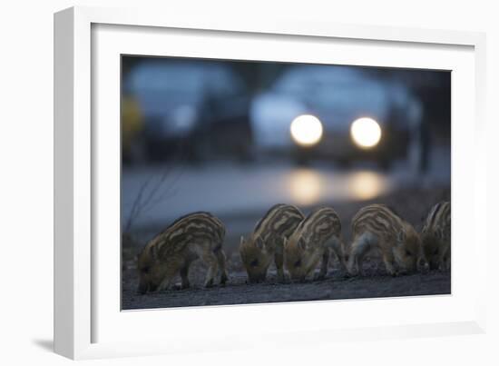 Wildschweine (Sus Scrofa), Frischlinge Am Stra§Enrand, Grunewald, Hÿttenweg, Berlin, Deutschland-Florian Moellers-Framed Photographic Print