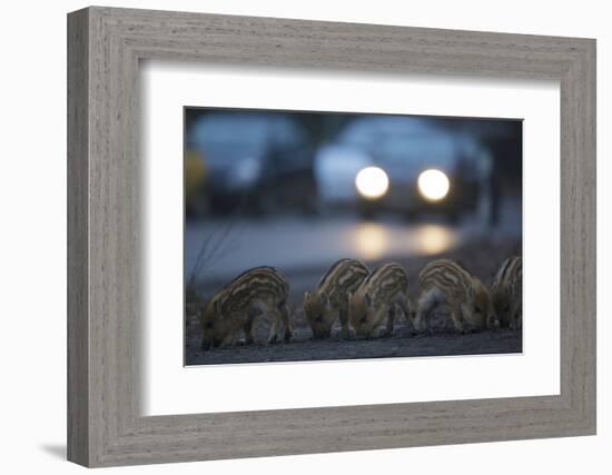 Wildschweine (Sus Scrofa), Frischlinge Am Stra§Enrand, Grunewald, Hÿttenweg, Berlin, Deutschland-Florian Moellers-Framed Photographic Print