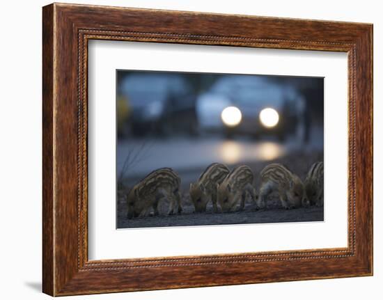 Wildschweine (Sus Scrofa), Frischlinge Am Stra§Enrand, Grunewald, Hÿttenweg, Berlin, Deutschland-Florian Moellers-Framed Photographic Print