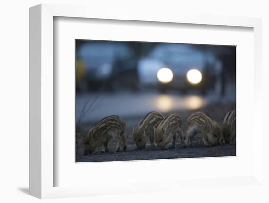 Wildschweine (Sus Scrofa), Frischlinge Am Stra§Enrand, Grunewald, Hÿttenweg, Berlin, Deutschland-Florian Moellers-Framed Photographic Print