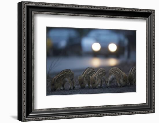 Wildschweine (Sus Scrofa), Frischlinge Am Stra§Enrand, Grunewald, Hÿttenweg, Berlin, Deutschland-Florian Moellers-Framed Photographic Print