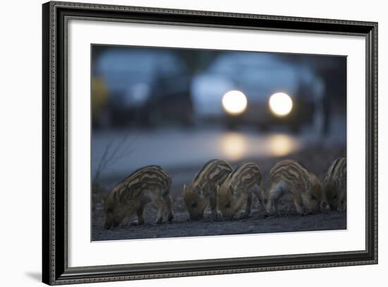 Wildschweine (Sus Scrofa), Frischlinge Am Stra§Enrand, Grunewald, Hÿttenweg, Berlin, Deutschland-Florian Moellers-Framed Photographic Print