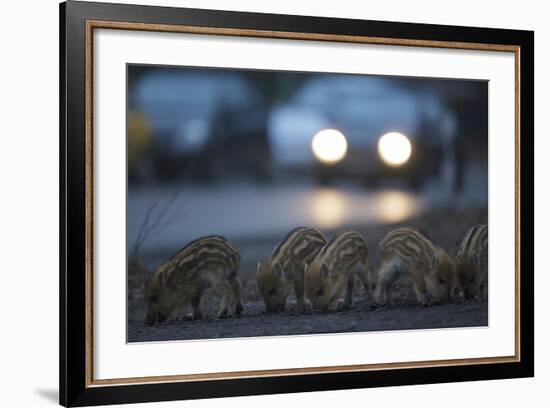 Wildschweine (Sus Scrofa), Frischlinge Am Stra§Enrand, Grunewald, Hÿttenweg, Berlin, Deutschland-Florian Moellers-Framed Photographic Print