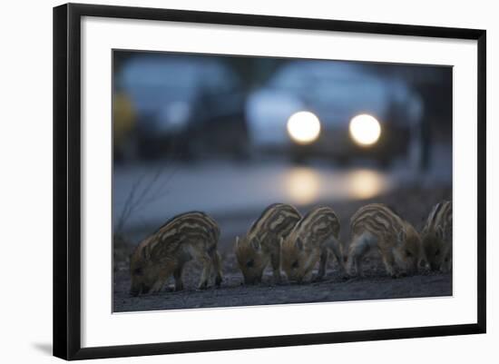 Wildschweine (Sus Scrofa), Frischlinge Am Stra§Enrand, Grunewald, Hÿttenweg, Berlin, Deutschland-Florian Moellers-Framed Photographic Print