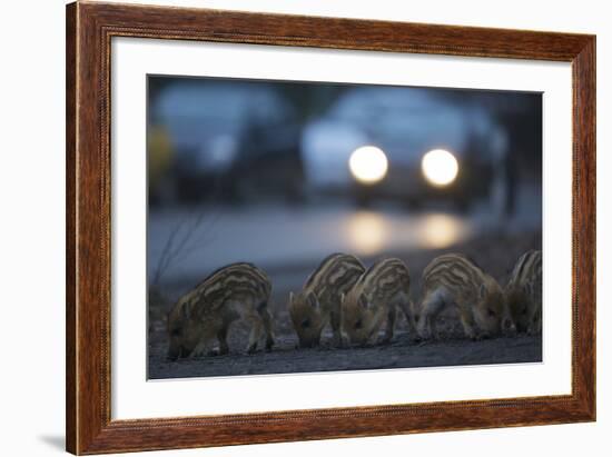 Wildschweine (Sus Scrofa), Frischlinge Am Stra§Enrand, Grunewald, Hÿttenweg, Berlin, Deutschland-Florian Moellers-Framed Photographic Print