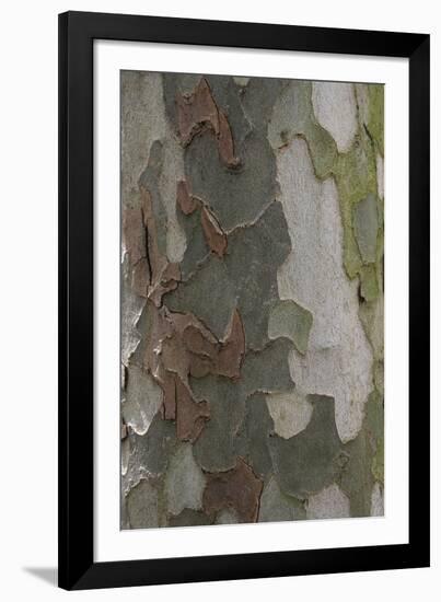 Wildwood II-Tony Koukos-Framed Giclee Print