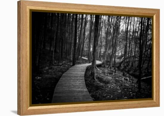 Wildwood Path-Rory Garforth-Framed Premier Image Canvas