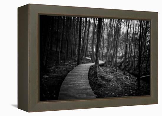 Wildwood Path-Rory Garforth-Framed Premier Image Canvas