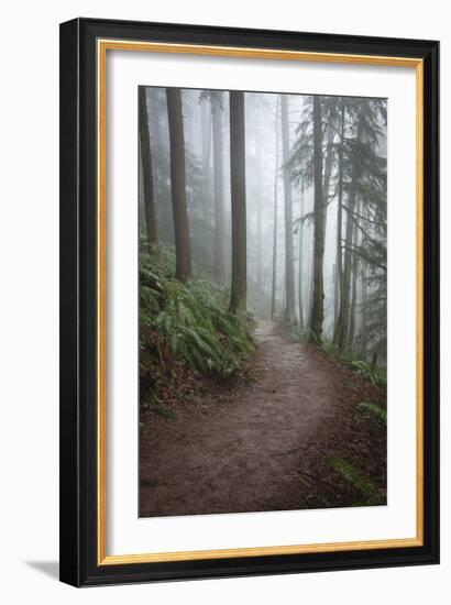 Wildwood Trail In Forest Park. Portland, Oregon-Justin Bailie-Framed Photographic Print