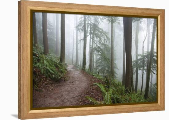 Wildwood Trail In Forest Park. Portland, Oregon-Justin Bailie-Framed Premier Image Canvas