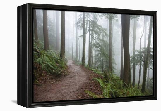 Wildwood Trail In Forest Park. Portland, Oregon-Justin Bailie-Framed Premier Image Canvas