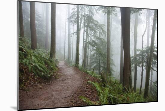 Wildwood Trail In Forest Park. Portland, Oregon-Justin Bailie-Mounted Photographic Print