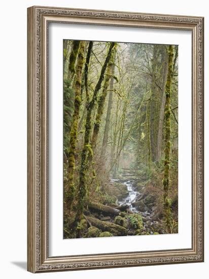 Wildwood Trail In Forest Park. Portland, Oregon-Justin Bailie-Framed Photographic Print