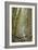 Wildwood Trail In Forest Park. Portland, Oregon-Justin Bailie-Framed Photographic Print