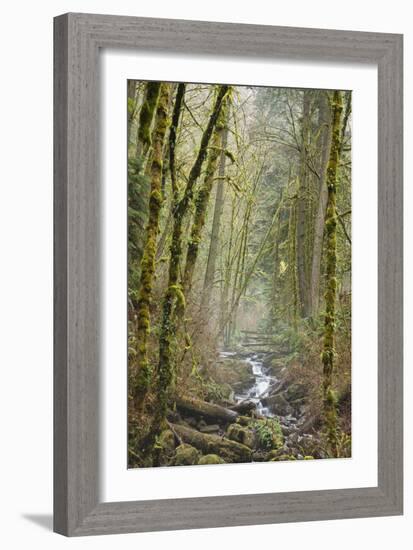 Wildwood Trail In Forest Park. Portland, Oregon-Justin Bailie-Framed Photographic Print