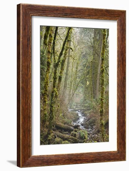 Wildwood Trail In Forest Park. Portland, Oregon-Justin Bailie-Framed Photographic Print