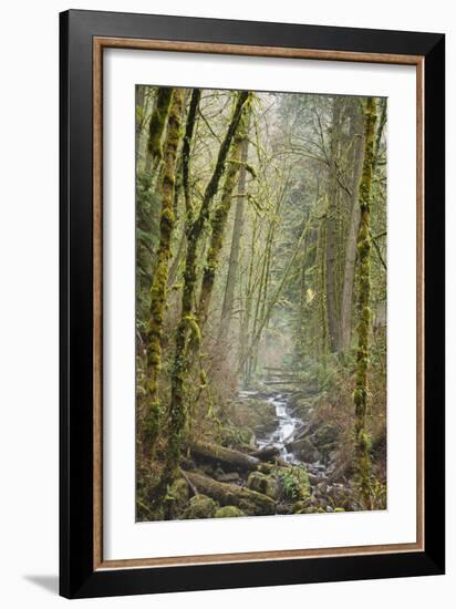 Wildwood Trail In Forest Park. Portland, Oregon-Justin Bailie-Framed Photographic Print