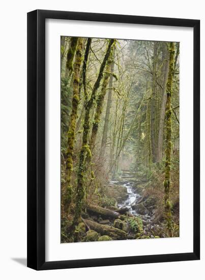 Wildwood Trail In Forest Park. Portland, Oregon-Justin Bailie-Framed Photographic Print