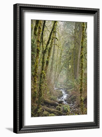 Wildwood Trail In Forest Park. Portland, Oregon-Justin Bailie-Framed Photographic Print