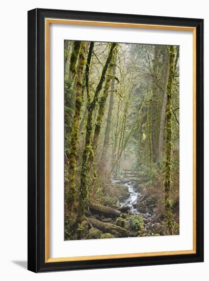 Wildwood Trail In Forest Park. Portland, Oregon-Justin Bailie-Framed Photographic Print