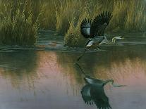 Sunset March Black Ducks-Wilhelm Goebel-Giclee Print