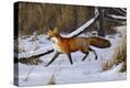 Stretched Canvas Print