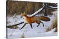 Stretched Canvas Print