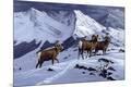 Giclee Print
