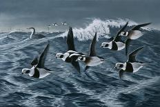 Sunset March Black Ducks-Wilhelm Goebel-Giclee Print
