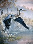 Evening Flight - Great Blue Heron-Wilhelm Goebel-Giclee Print