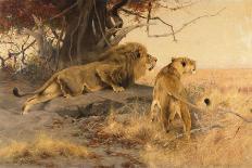 Buffalo and Lion before the Fight-Wilhelm Kuhnert-Giclee Print