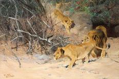 A Pride of Lions on the Prowl (Oil on Canvas)-Wilhelm Kuhnert-Giclee Print