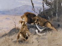 A Pride of Lions on the Prowl (Oil on Canvas)-Wilhelm Kuhnert-Giclee Print