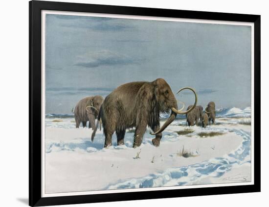 Art Print, , large