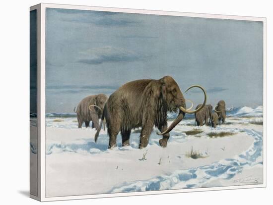 Stretched Canvas Print, , large