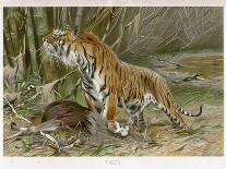 Tiger and Its Freshly Killed Prey a Deer in This Case-Wilhelm Kuhnert-Photographic Print