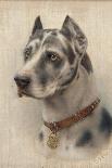 The Head of a Doberman-Wilhelm Schwar-Giclee Print