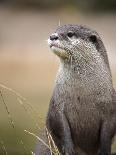 England, Leicestershire; Short-Clawed Asian Otter at Twycross Zoo Near the National Zoo-Will Gray-Framed Photographic Print