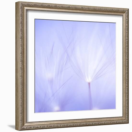 Will o' the Wisp I-Lynne Douglas-Framed Photographic Print